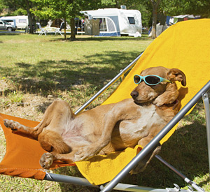 Dog enjoying some sun at Yuma Lakes Resort